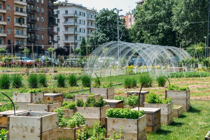 Urban garden with raised wooden planters and a greenhouse tunnel.